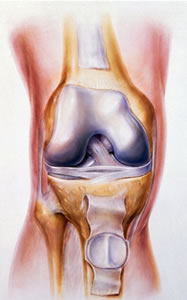 Picture of knee anatomy